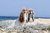 SHIH TZU 034